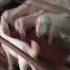 Sheli Vlogs