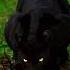 Bagira Black Tiger Youtube Youtubeshorts Ytshorts Wildlife Bagira