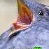 The Most Terrifying Bird Sounds Number 1 Will Shock You