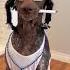 DOG Snp