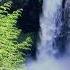 Gentle River Sounds Soothing Forest Sounds Birds Chirping ASMR