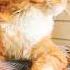 Мейнкун Ричард настоящая грация Maincooncat Cat Mainecooncatlovers Mainecoon Cats