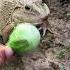 The Laughter Of Frogs Surprise Frog Funny Jump Animal Funny Video Tep Longheng Funny