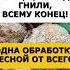 Секрет старого биолога от всех вредителей и болезней сада Всего 1 обработка весной огород сад