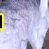 تهجين الخروف مع الماعز Sheep And Goats
