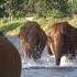 After 14 Months Away He Called The Elephants Their Reaction Priceless
