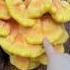 I Found So Many Mushrooms That Taste Like Chicken