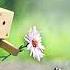 Нашид Grieving Cry