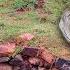 22 Years Old Women Cooking Forest Kanda Recipe Forest BIG TREE Health Recipe