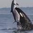 Killer Whales Will Never Be Denied Amazing Clip From Gone Whale Watching In San Diego Orca