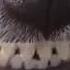 Dog With Butterfly On Nose