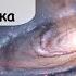 Это место где люди существа с низким интеллектом Фантастика Аудиокнига Назаров