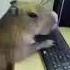 Capybara Face Off