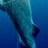 Ice Fishing GONE INSANE As This Greenland Shark Doesn T Fit Through The Hole River Monsters