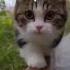 Mushukcha Sayrga Chiqdi Shorts Mushuklar Animal Animals Mushukchalar Animalshorts Fypシ