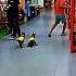 Puppy K9 Dog Training K9 Germanshepherd Puppy Malinois Belgianmalinois