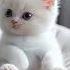 Cute Cat Calling Ringtone Sadcat Cute Cat Calling Call Ringtone Sadringtone Sadcat Smartphone