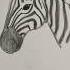 Draw A Realistic Zebra Easy Drawing Lesson For Beginners On How To Draw A Zebra Drawinglesson