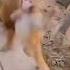 Monkey Funny Video Chand Wala Mukhda Leke Chalo Na Na Baazar Me Monkey Shorts