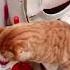 IM ADDICTED TO KUCING BAB DI TOILET