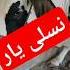 Beautiful Cow Nasli Yaar