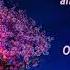 Lana Del Rey Cherry Blossom Instrumental KARAOKE