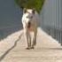 The Greedy Dog