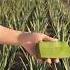 Stop Buying Aloe Vera Gel Make It At Home For Pennies