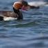 Красноносый нырок Red Crested Pochard Netta Rufina