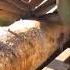 Proceso De Obtención De La Madera Natural