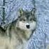 Sting Hounds Of Winter Winter Slideshow