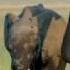 Elephant King Of The Kalahari