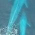 Baby Blue Whale Nursing Exclusive Drone Footage National Geographic