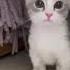 Kore Nani Neko Tiktok Cat Video これの何 これの何 猫