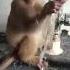 Khushi K Pal Kahan Dhundu Cute Monkey Whatsappstatus Sad Youtube Shortvideo Instareel Shorts