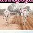 Gmp Sudhakar Kilari Bulls Beautiful Farming Cow Instagram