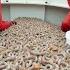 How Salmon Are Caught In The Deep Sea Salmon Fishing Process On A Trawler In Alaska