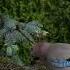 Jay Screaming At The Feeder Loud Bird Call In Forest 4K