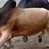 Ox Fight 1vs 1 Trendingshorts Viralvideo