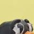 Pingu Noot Noot Claymation Animation
