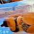 Scream Your Heart Out Drop Water Slide At Calypso Saarbrücken