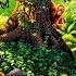 Cats Sounds Lion Tiger Cat Leopard Cheetah Lynx Wild Big Cats