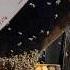 Pouring 25 000 BEES Into A Hive Beekeeping