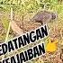 Suara Tekukur Gacor