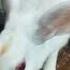 Rabbit Funk Remix Music Musica Anime Camel Babyanimal Dog Camellife Babypet