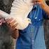 Kabutar Wapas Aagya Pigeon Kabootarbazi Kabutar Pets Birds Shortsfeed Shorts Viralshort