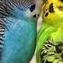 Budgerigar Parrot Love Making