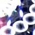 Let S Play Danmakufu Daiyousei S Theme Is Nice