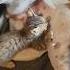 Котопес история невероятной дружбы гималаи прикол юмор Cat Dog фишай