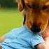 Heroic Golden Retriever Rescues Baby After Swing Accident